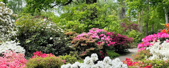 Beautiful garden full of flowers